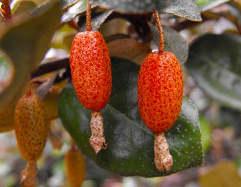 Elaeagnus macrophylla