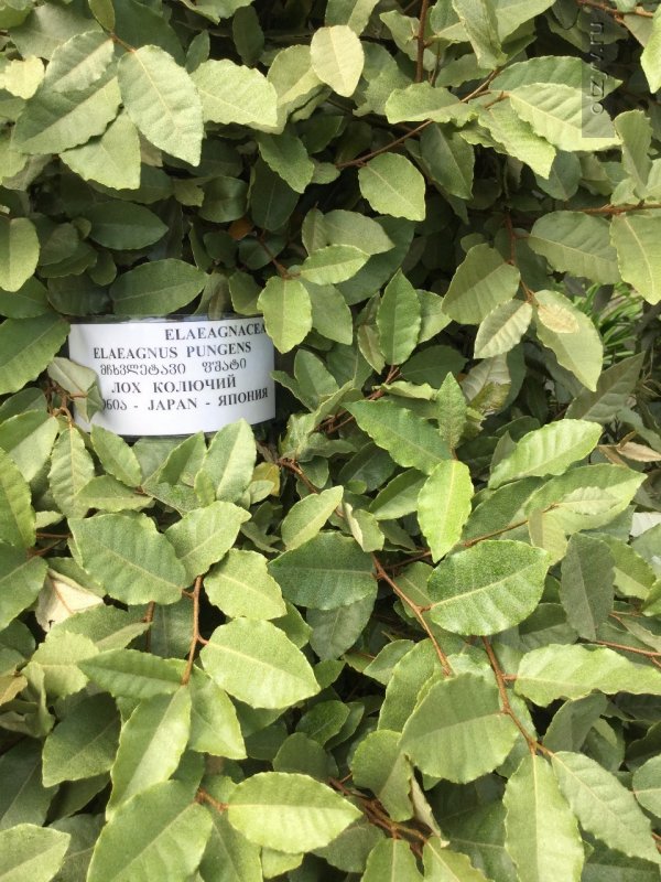 Elaeagnus pungens