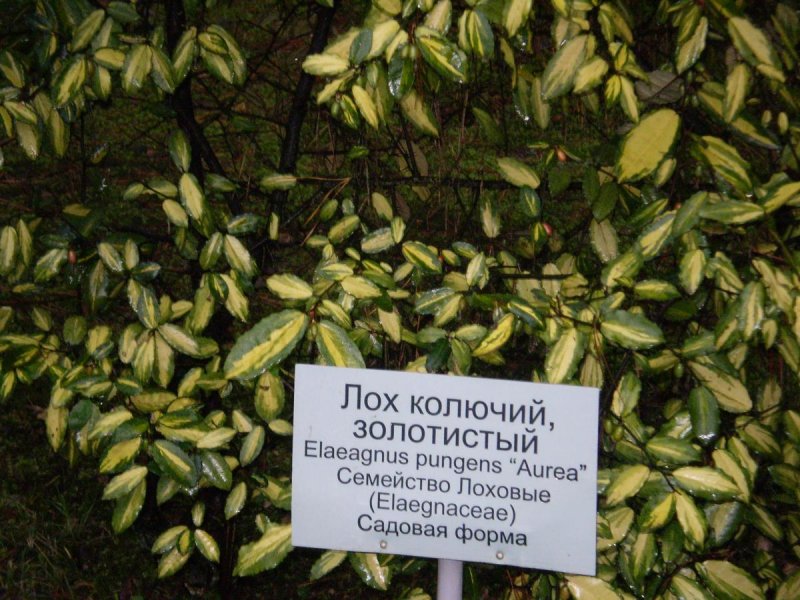 Лох золотистый растения