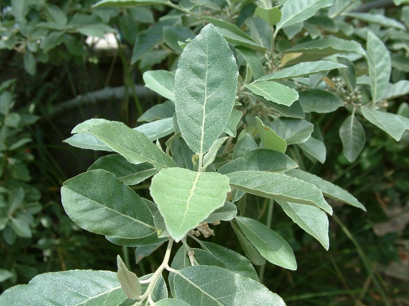Elaeagnus ebbingei