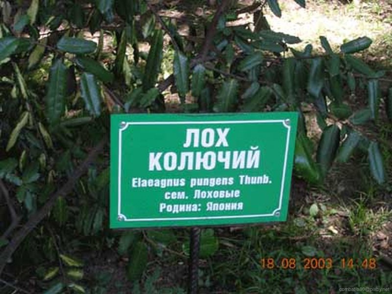 Лох колючий растение в Сочи