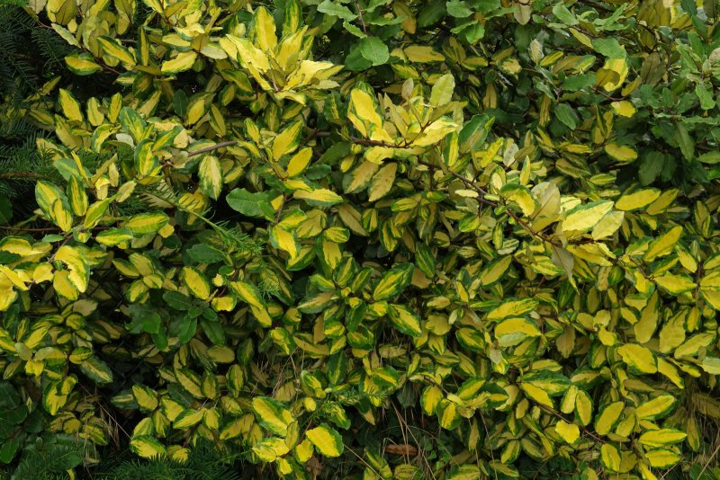 Elaeagnus pungens 'maculata'