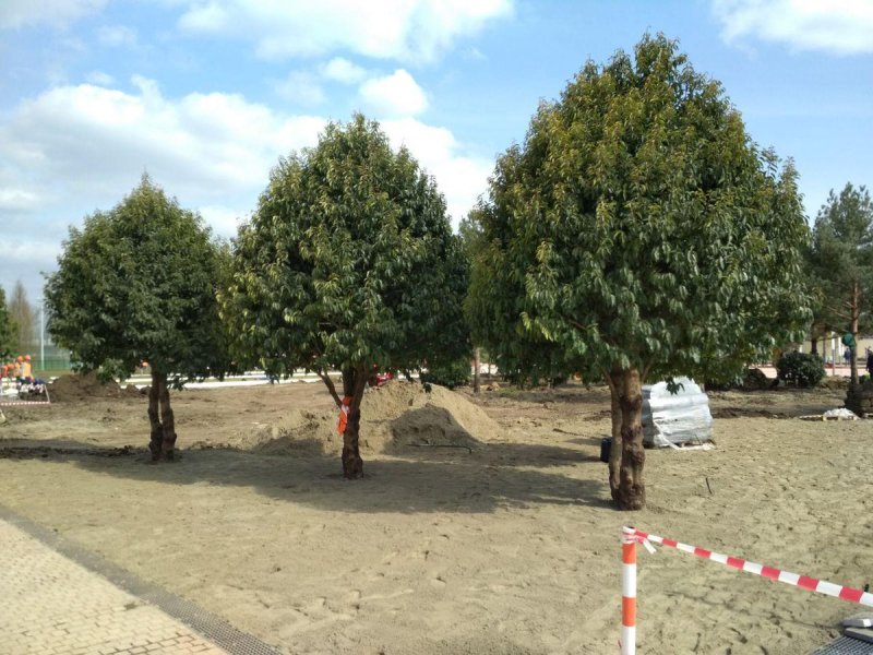 Elaeagnus pungens 'maculata'