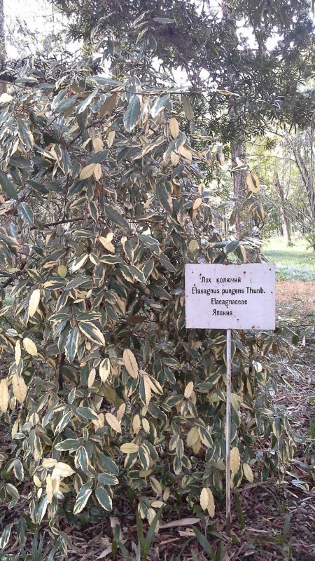 Elaeagnus pungens