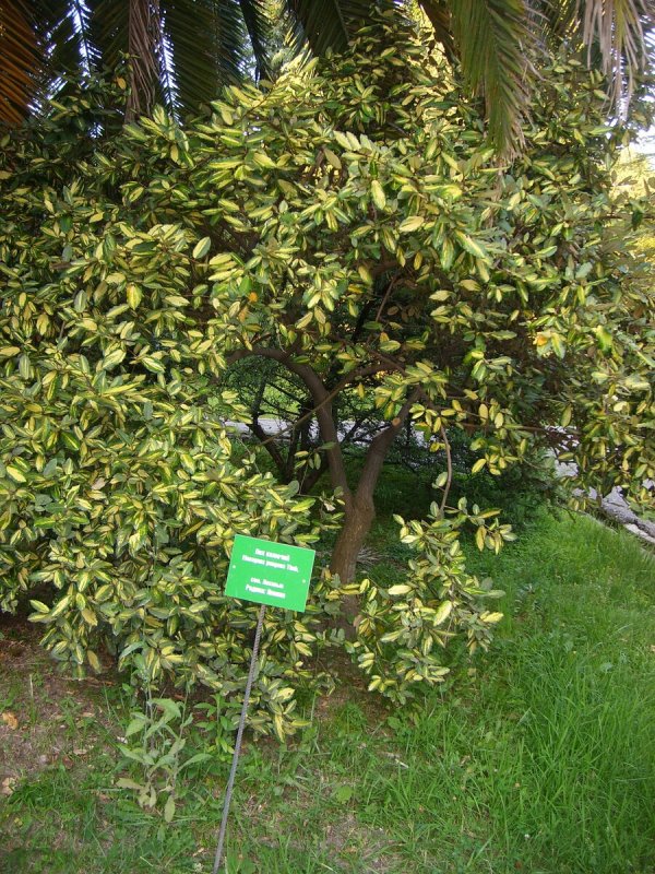 Elaeagnus pungens 'maculata'
