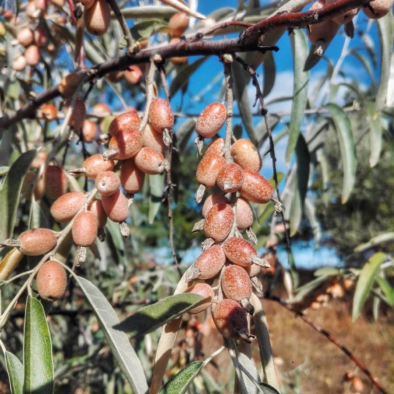 Лох индийский Elaeagnus Indica