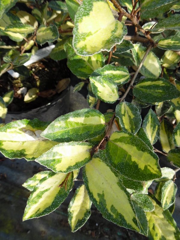 Elaeagnus pungens