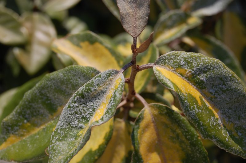 Лох колючий (Elaeagnus pungens maculata)