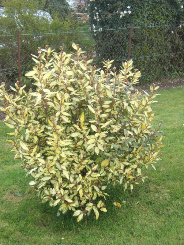 Лох узколистный Elaeagnus angustifolia l.
