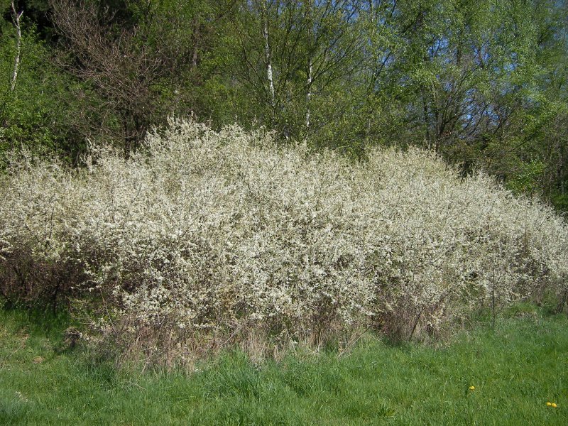 Лох серебристый (Elaeagnus argentea)