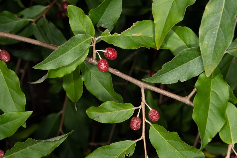 Elaeagnus angustifolia растение