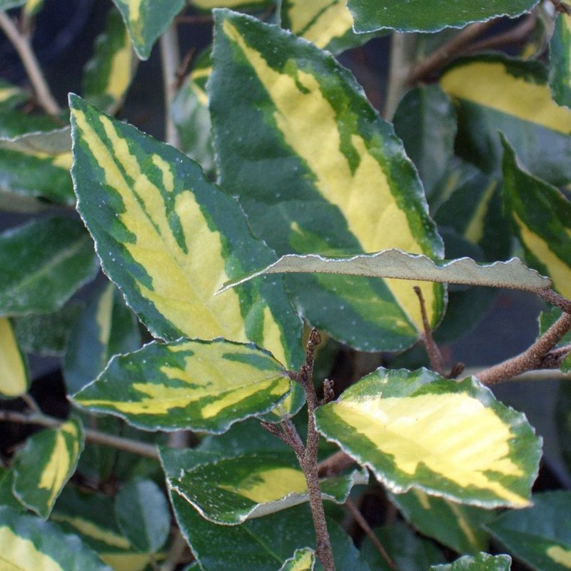 Лох узколистный (Elaeagnus angustifolia)