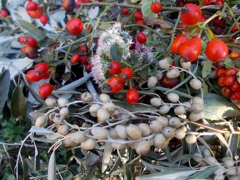 Лох обыкновенный кустарник