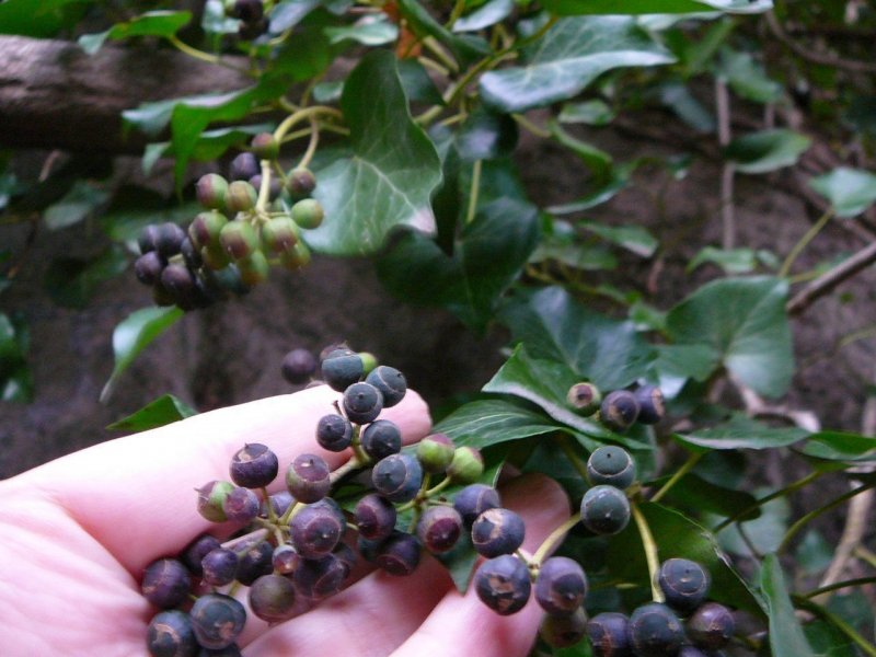 Elaeagnus pungens