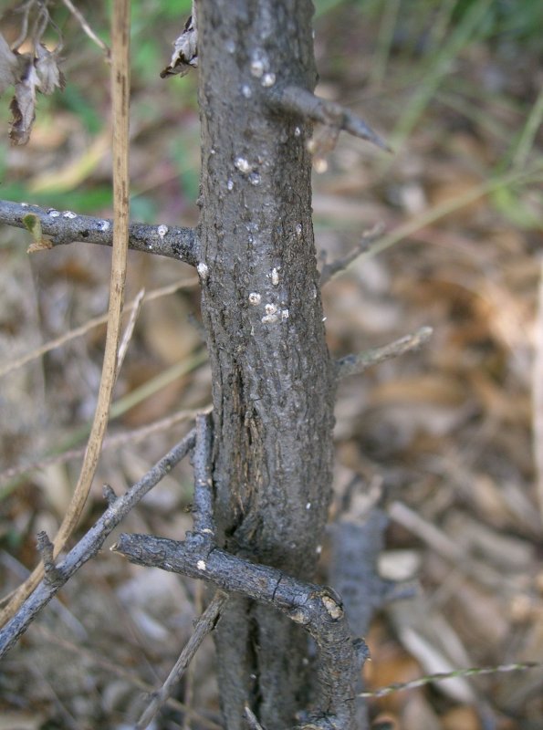 Elaeagnus pungens 'maculata'