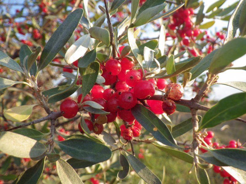 Elaeagnus ebbingei
