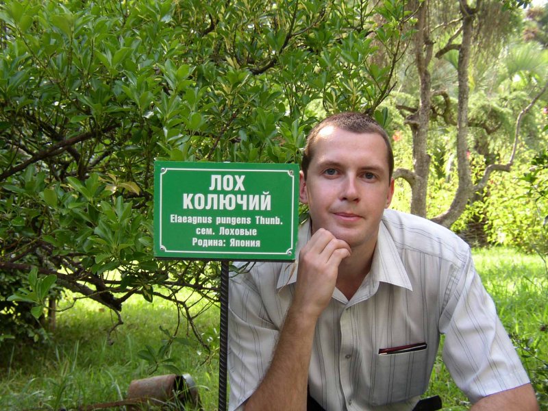 Лох серебристый цветение