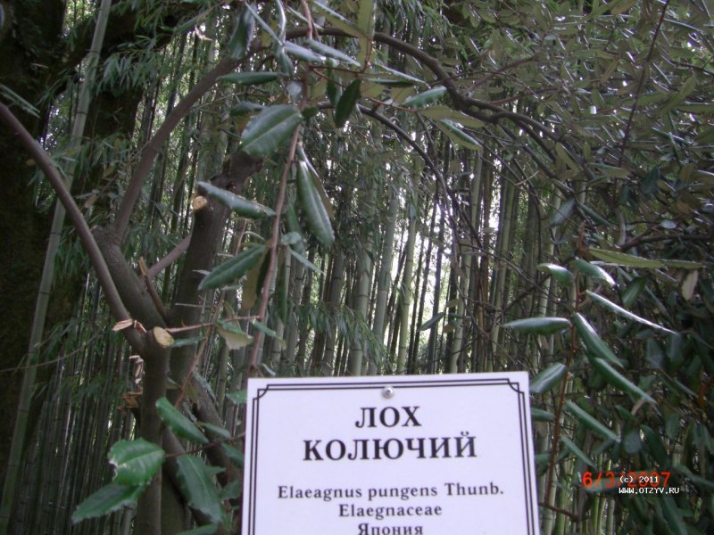 Elaeagnus pungens 'maculata'