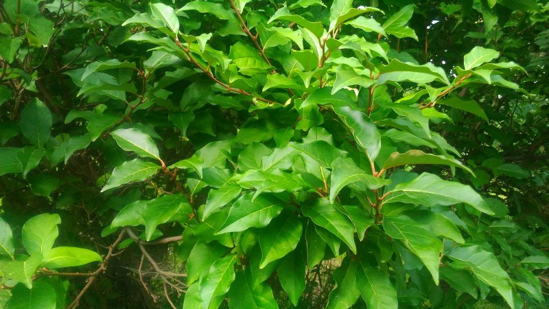 Elaeagnus pungens 'maculata'