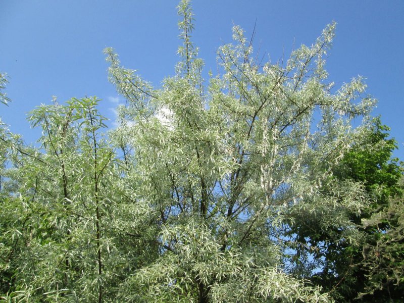 Elaeagnus pungens 'maculata'