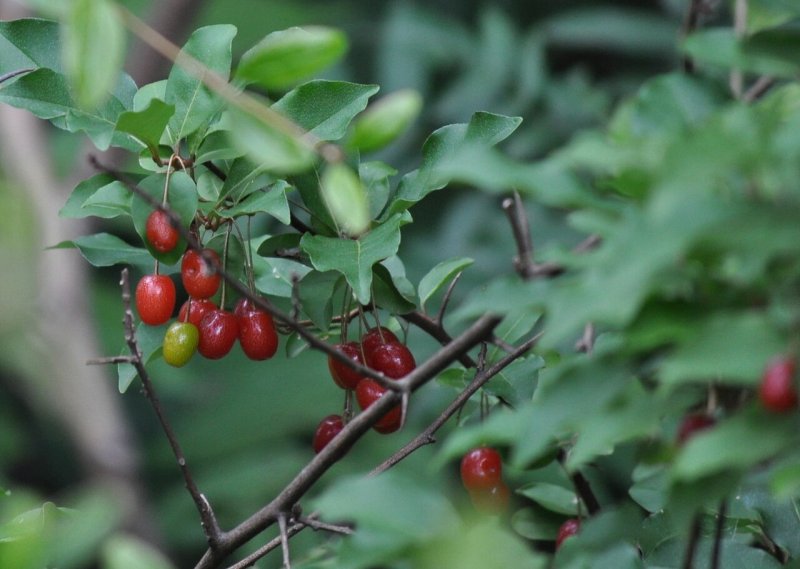 Elaeagnus ebbingei