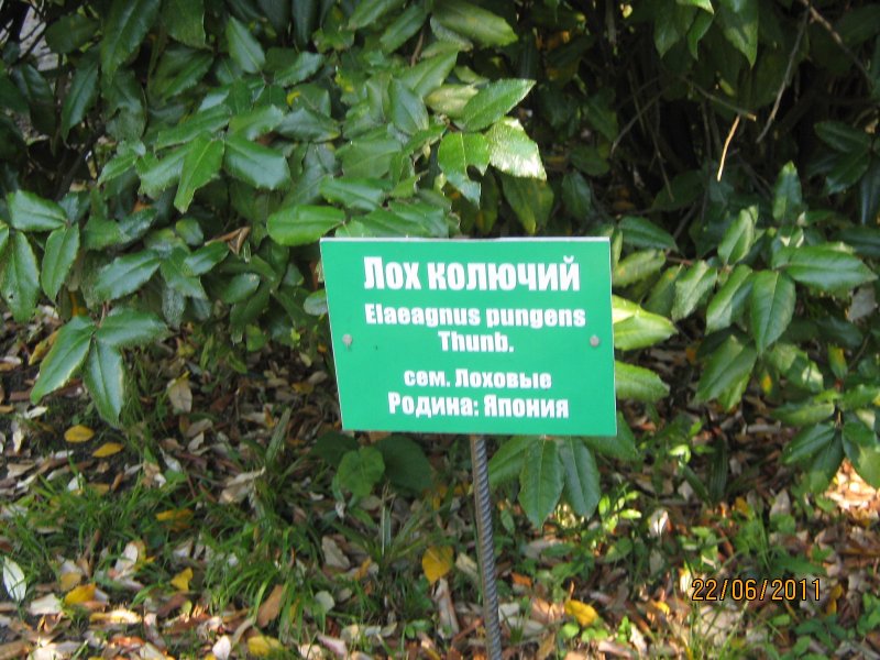 Лох колючий
