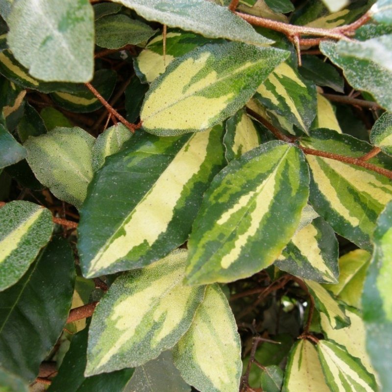 Elaeagnus argentea