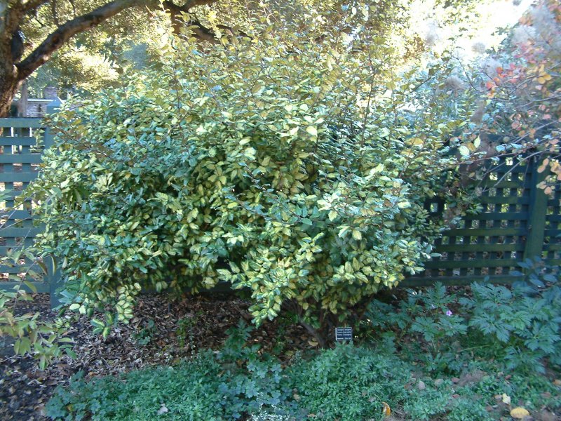 Elaeagnus pungens