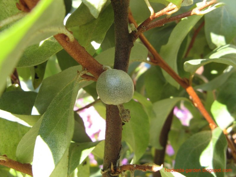 Elaeagnus ebbingei лох Эббинга