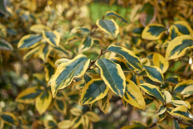 Elaeagnus umbellata растение
