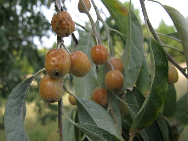 Лох узколистный (Elaeagnus angustifolia)
