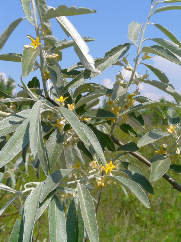 Лох узколистный (Elaeagnus angustifolia)