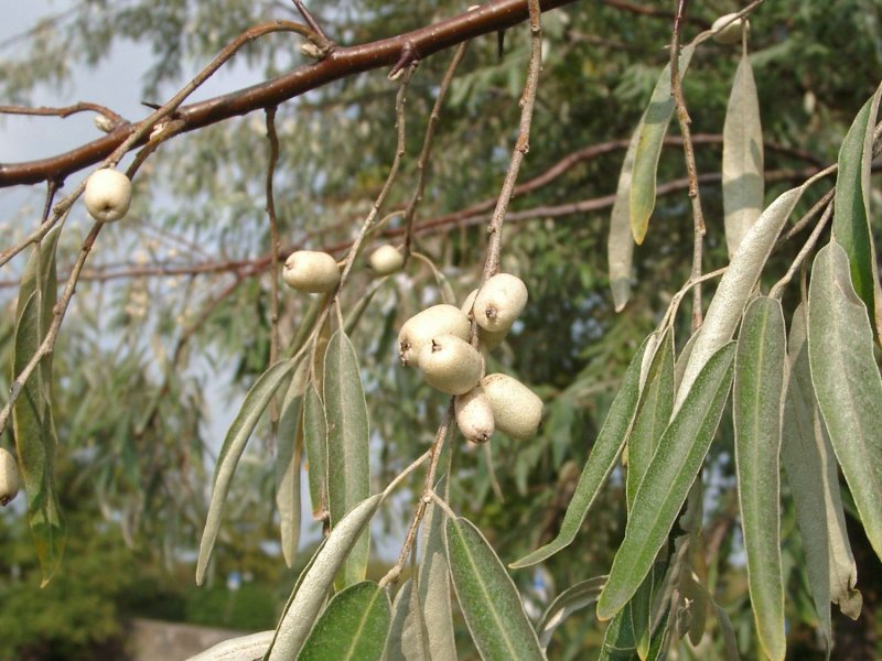 Лох (Elaeagnus) l.