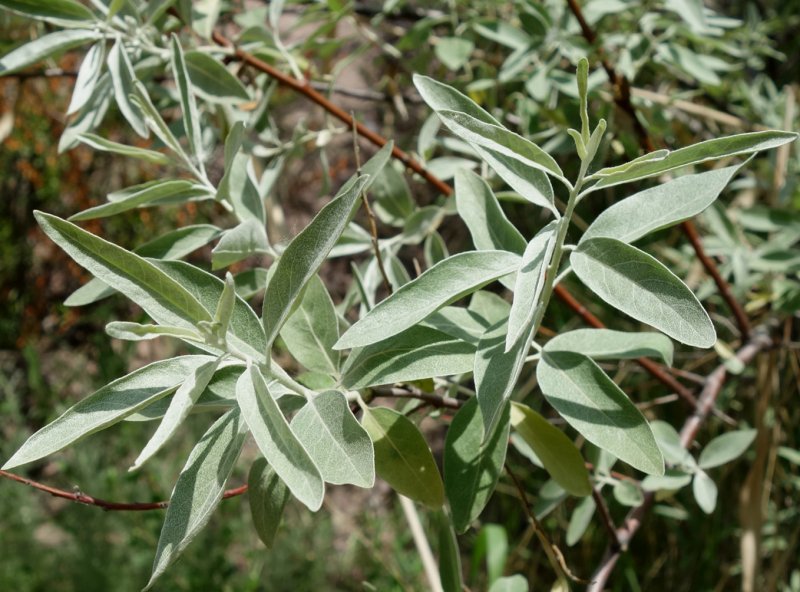Salix Elaeagnus 'angustifolia'