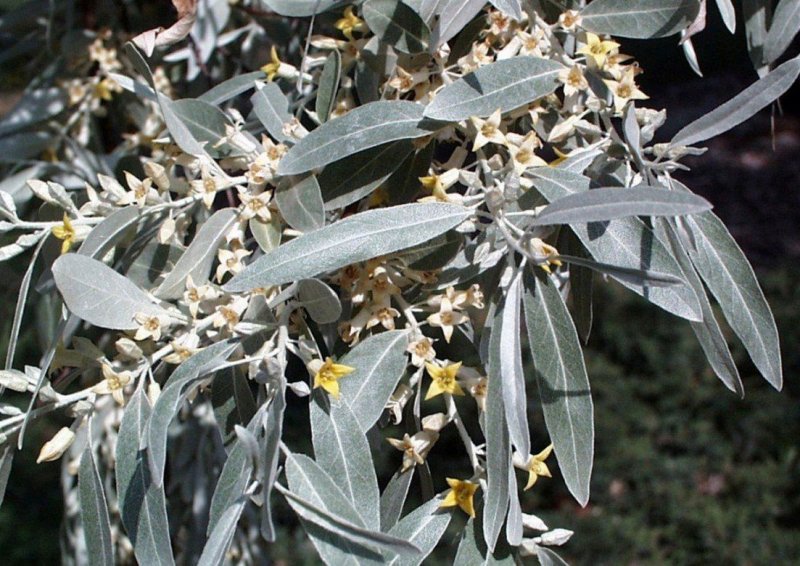 Лох серебристый (Elaeagnus commutata)
