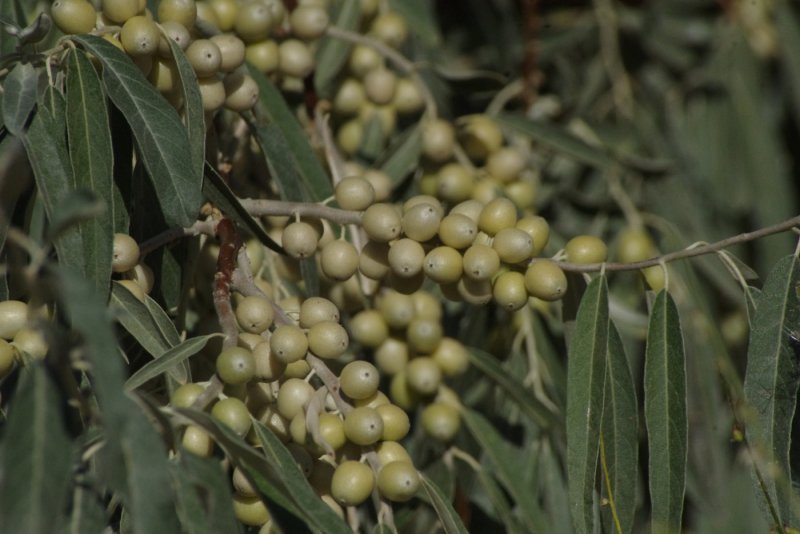 Лох узколистный (Elaeagnus angustifolia)