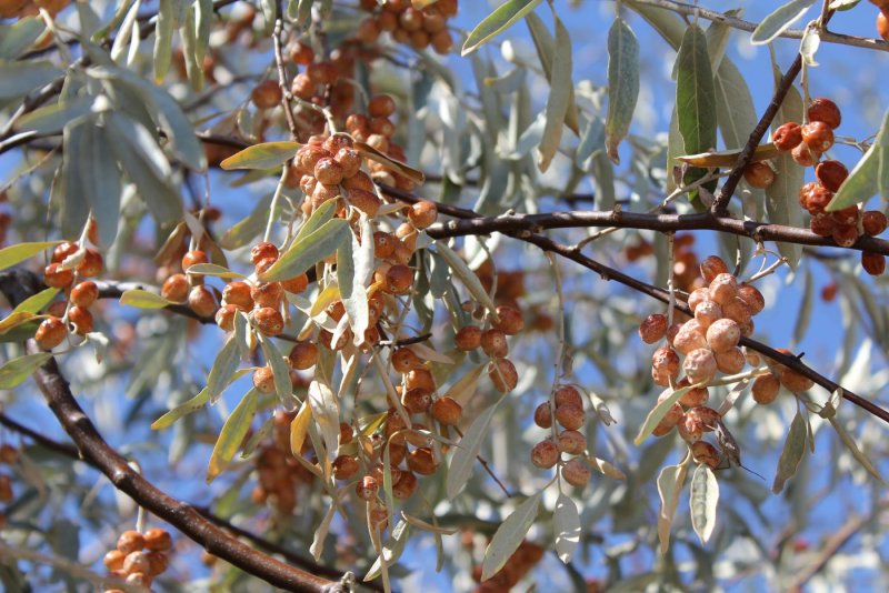 Elaeagnus wilsonii