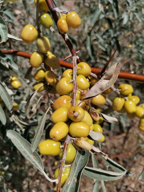 Лох, Джида (Elaeagnus)