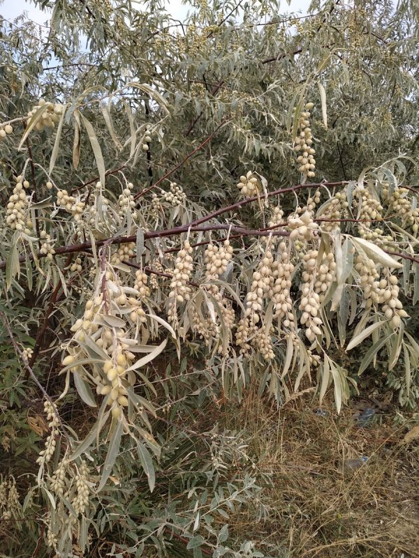 Лох узколистный pendula