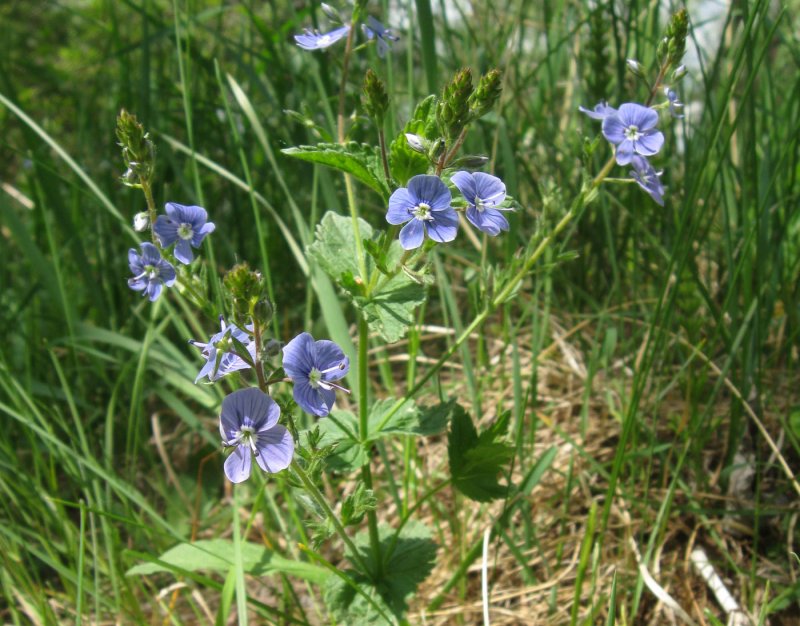 Вероника лекарственная Veronica officinalis