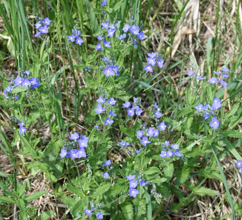 Растения. Veronica officinalis