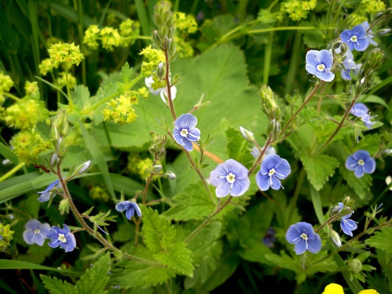 Вероника лекарственная Veronica officinalis