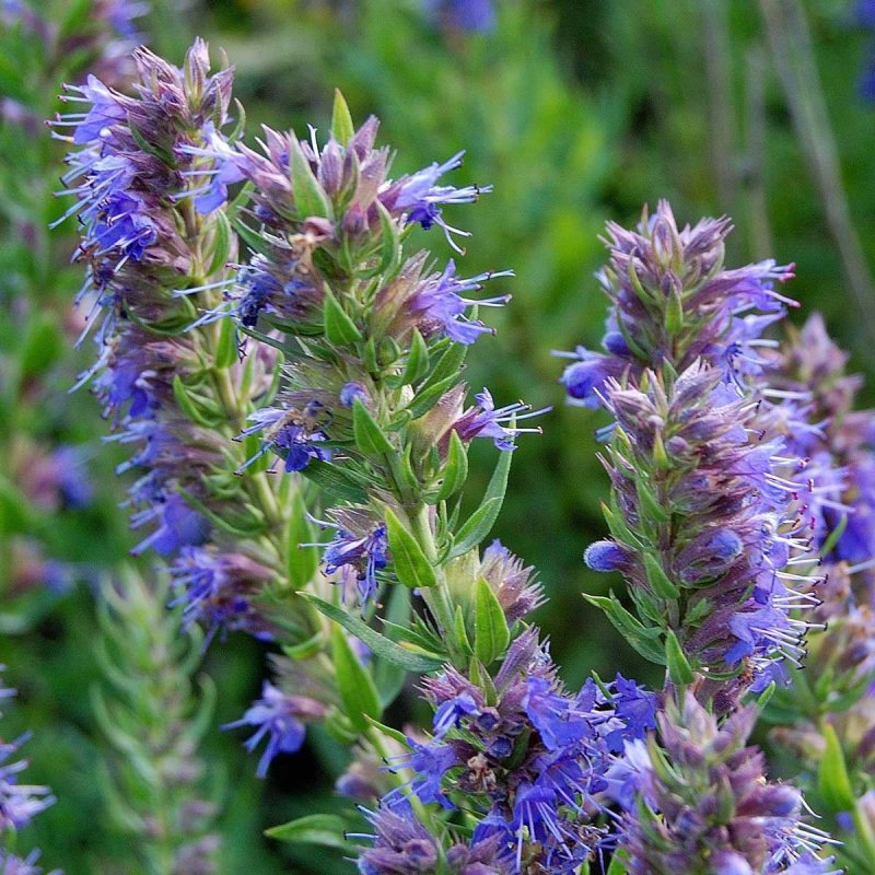 Вероника Полевая (лат. Veronica arvensis