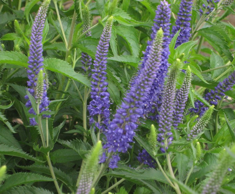 Вероника лекарственная Veronica officinalis