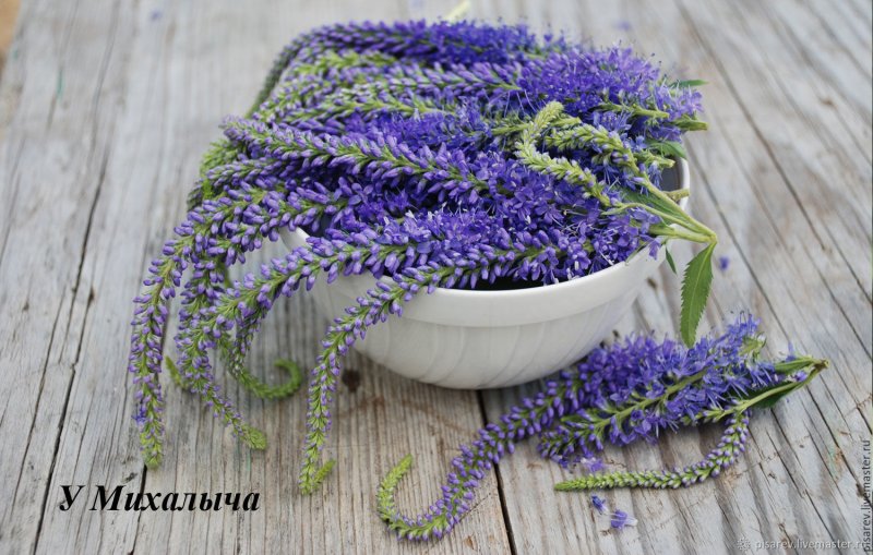 Veronica spicata incana