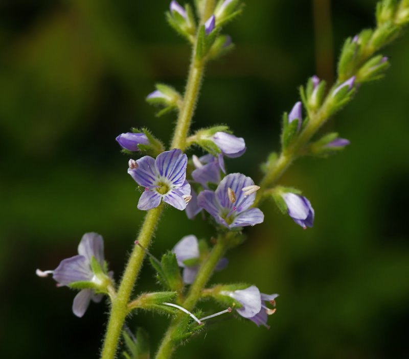 Вероника длиннолистная (Veronica longifolia)