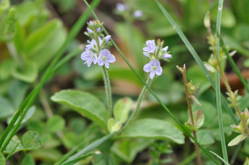 Veronica officinalis