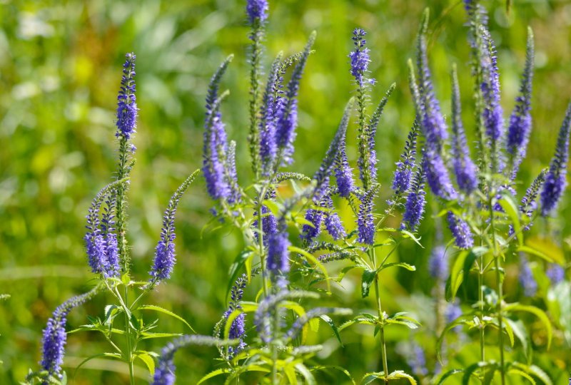 Veronica officinalis