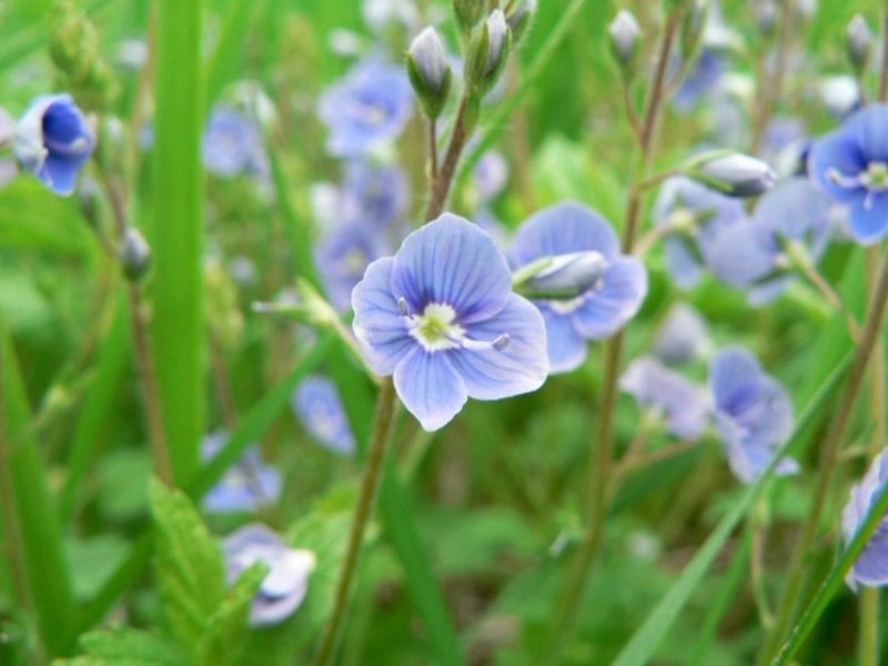 Вероника длиннолистная (Veronica longifolia)
