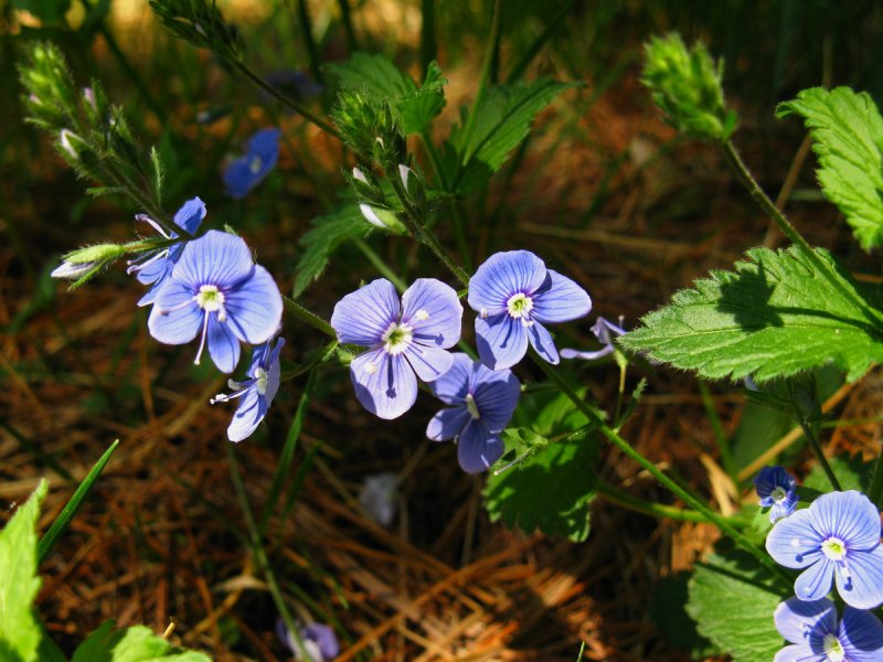 Veronica krylovii